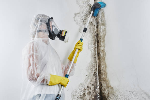 Best HVAC Mold Remediation in Woodland Beach, MI