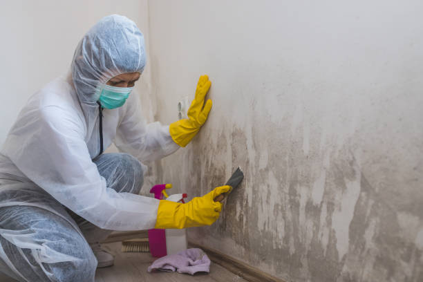 Best Residential Mold Remediation in Woodland Beach, MI