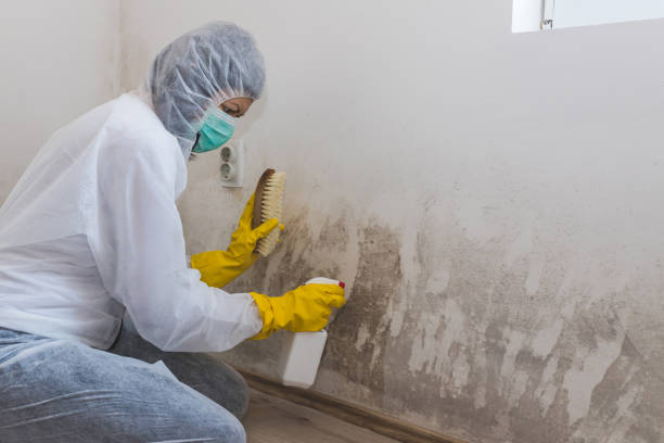 Best Bathroom Mold Remediation in Woodland Beach, MI