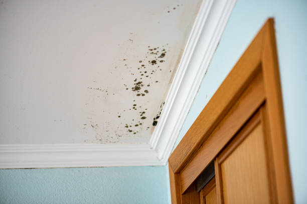 Best Emergency Mold Remediation in Woodland Beach, MI