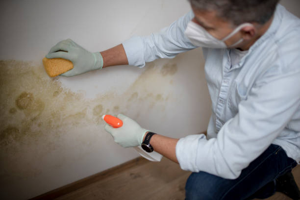 Best Preventive Mold Services in Woodland Beach, MI