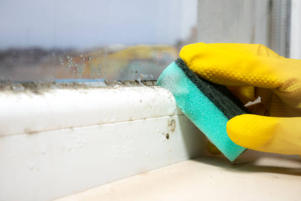 Best Residential Mold Remediation in Woodland Beach, MI