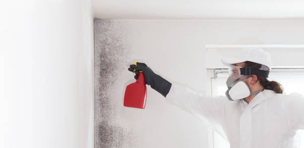 Best Residential Mold Remediation in Woodland Beach, MI