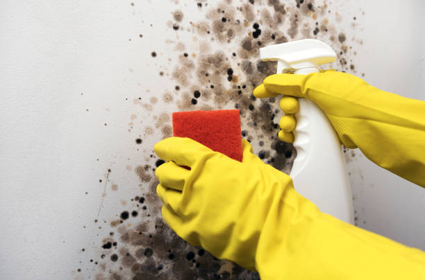 Best Bathroom Mold Remediation in Woodland Beach, MI