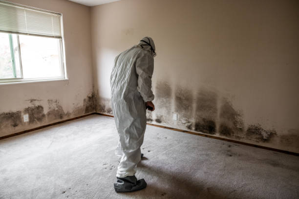 Best Attic Mold Remediation in Woodland Beach, MI