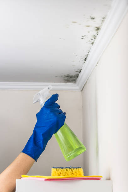 Professional Mold Remediation in Woodland Beach, MI