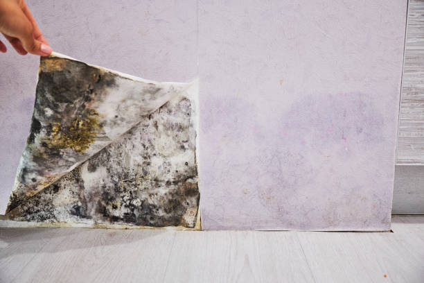 Best Kitchen Mold Remediation in Woodland Beach, MI